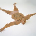 taxidermia5