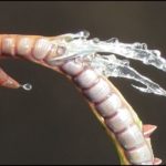 1731-building-better-splashes-david-soper