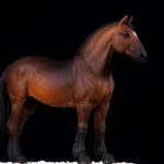 2009-horse-2-irina-krasnikova